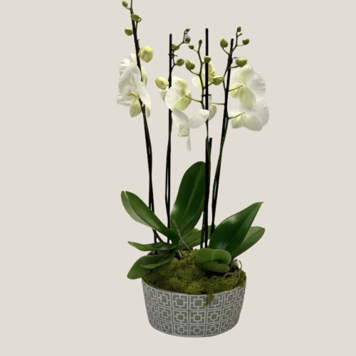 Orchid Planter White