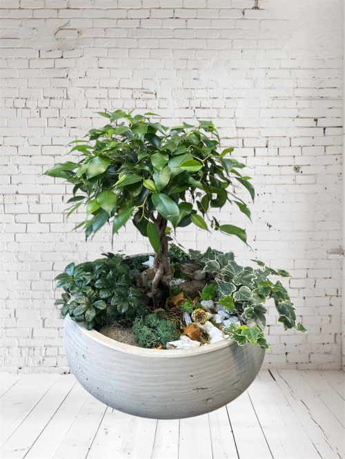 Ficus Planter