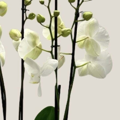 Orchid Planter White