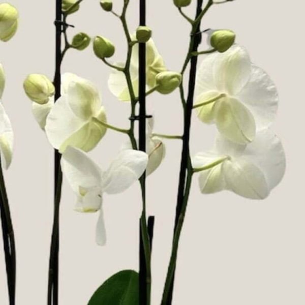 White Orchid Planter-zoom-2